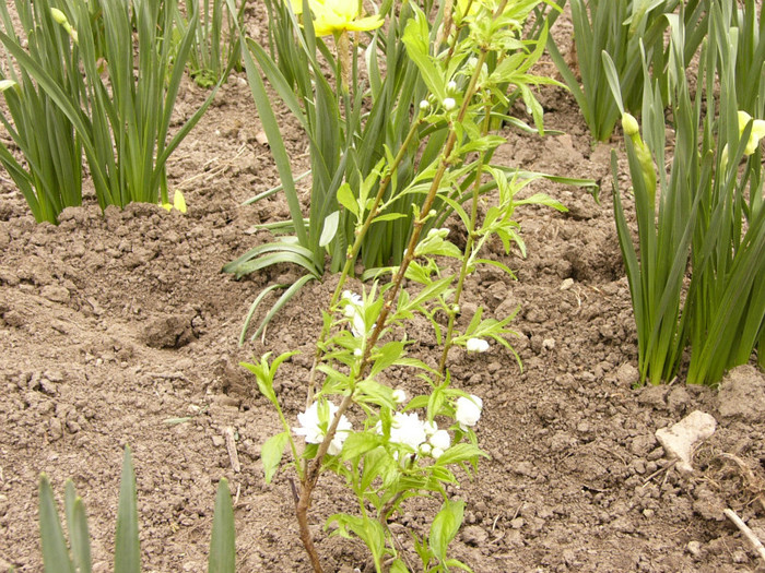 Prunus alba plena - Plante de gradina