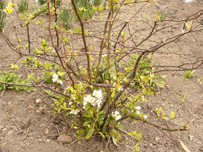 Nivalis - Plante de gradina