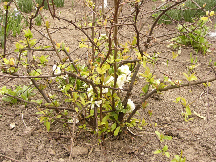 Nivalis - Plante de gradina