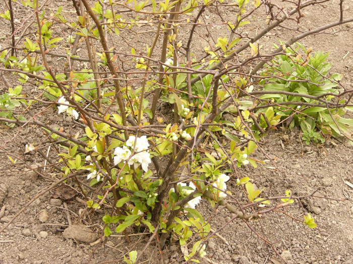 Nivalis - Plante de gradina