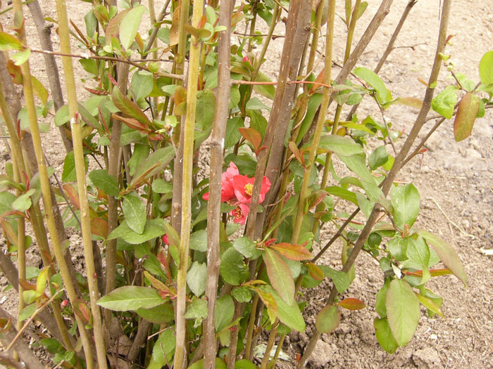 Gutui japonez - Plante de gradina