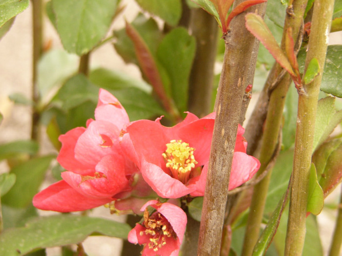 Gutui japonez - Plante de gradina