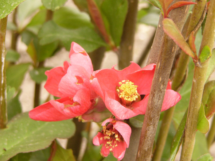 Gutui japonez - Plante de gradina