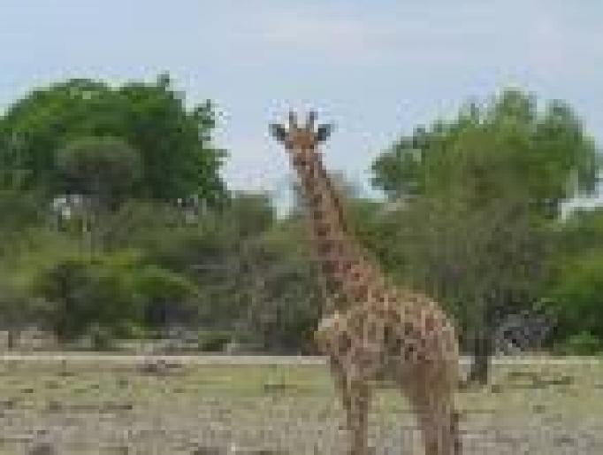 girafa-inalta; grrafa aceasta are 6 metri
