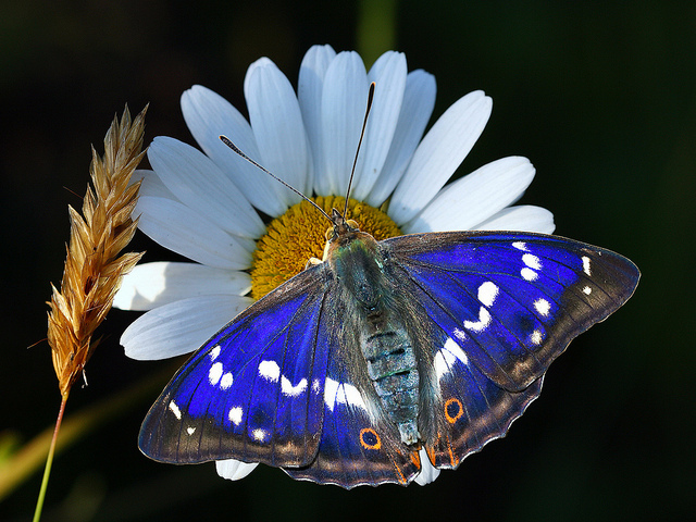 5978573104_6eb8946e73_z