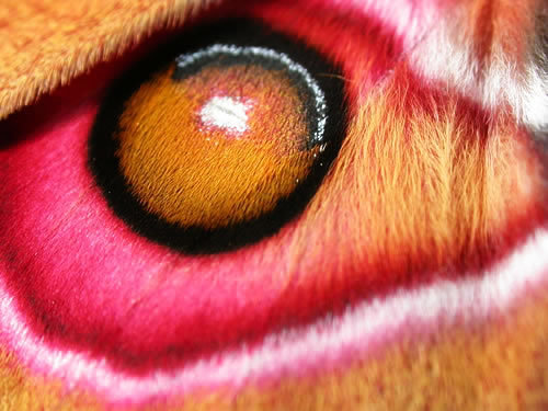 Antherina_suraka.close-up