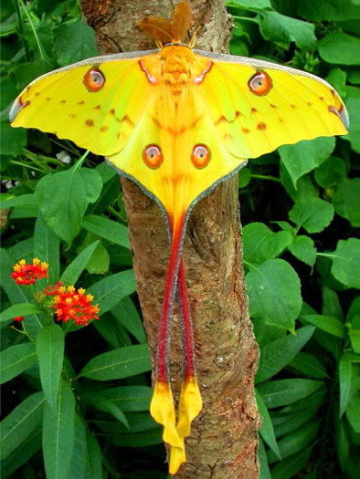 Argema_mittrei_Madagascan_Moon_Moth