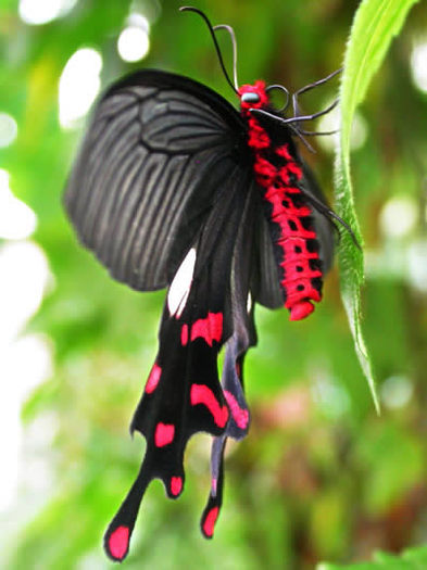 Atrophaneura_polyeuctes.400