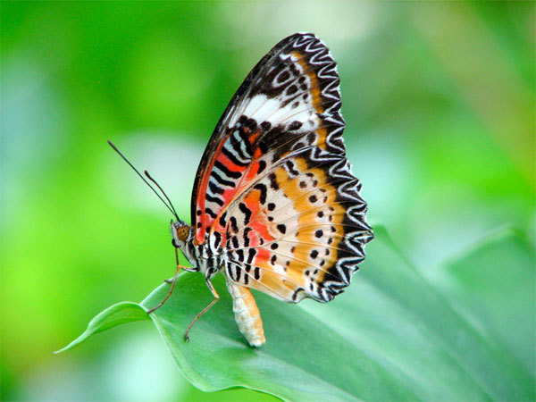 beautiful_butterfly