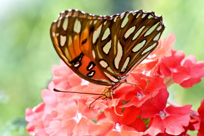 butterfly garden photo