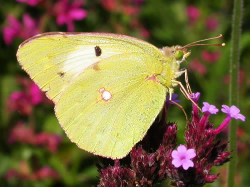 Clouded_yellow_helice