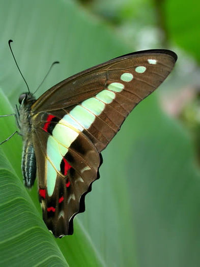 Green_Triangle_Graphium_sarpedon.400