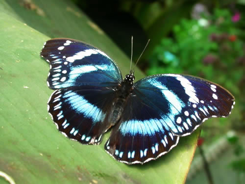 Hypolimnas_antevorta