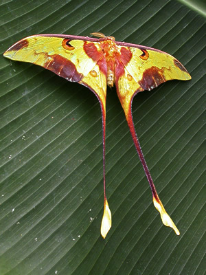 Indonesian moon moth Actias maenas