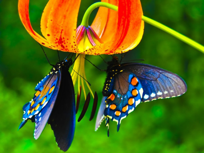 King_Priamos_butterfly_images