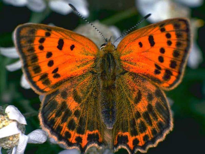 magic-butterfly - Beautifull butterfly