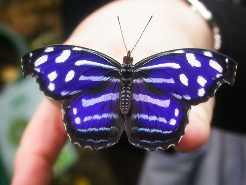 Myscelia_cyaniris_Blue-banded_Purplewing