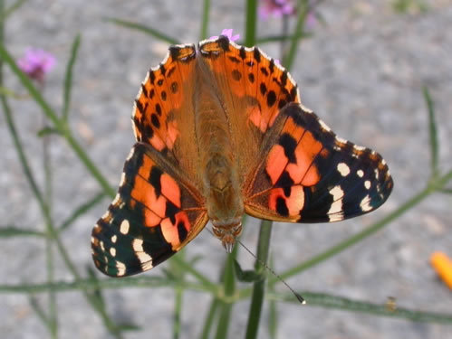 Painted_Lady_topside