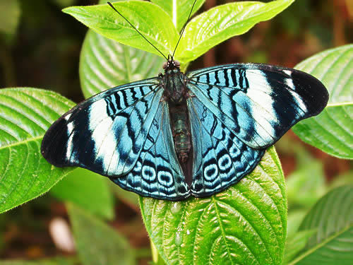 Panacea_butterfly - Beautifull butterfly