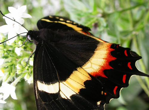 Papilio_garamas_side.500