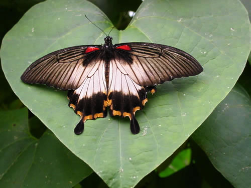 Papilio_memnon