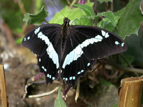 Papilio_nireus