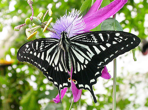 Papilio_xuthus_swallowtail_butterfly