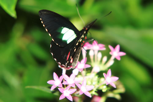 Parides_childrenae.500