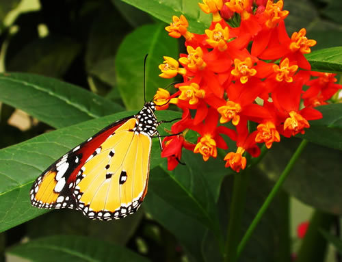 Plain_tiger_Danaus_chrysippus.500