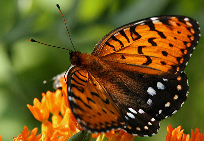 Regal-Fritiallary-Butterfly-Blog