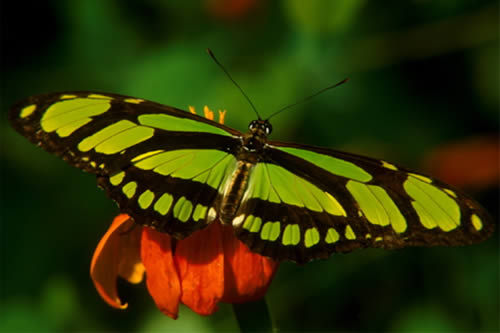 Scarce_Bamboo_Page_Philaethria_dido.500