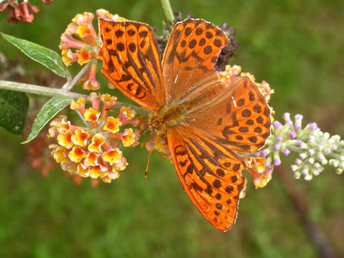 Silver washed Fritillary.500