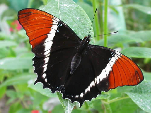 Siproeta_epaphus_Black_and_tan_Page - Beautifull butterfly