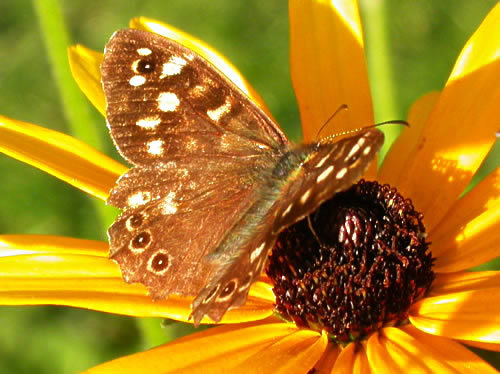 Speckled_Wood - Beautifull butterfly