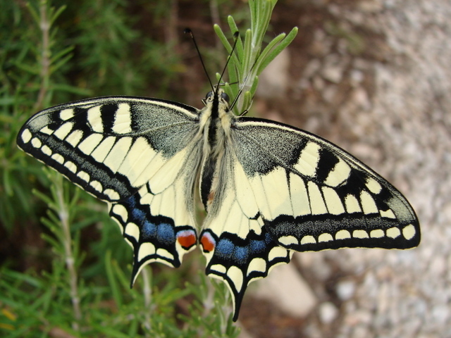 swallowtailbutterfly1 - Beautifull butterfly
