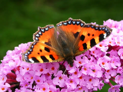 Tortoiseshell.500 - Beautifull butterfly