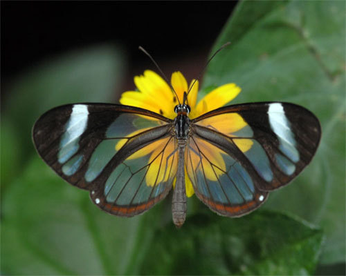 Transparent butterfly - Beautifull butterfly