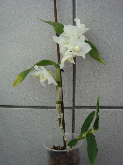 DSC00174 - Dendrobium