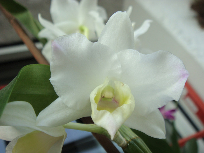 DSC00178 - Dendrobium