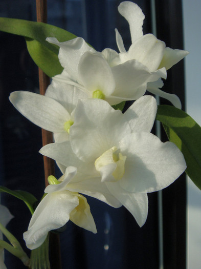 DSC00176 - Dendrobium