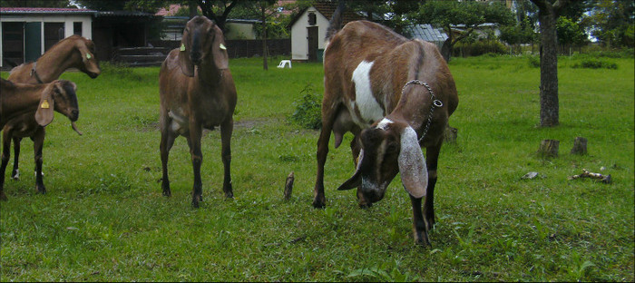 MICK_060 - crescatori de capre -austria ziege farm