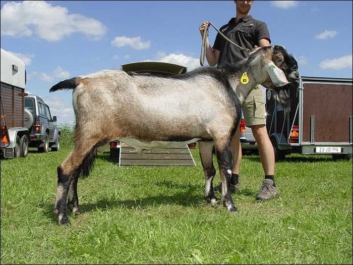 Stomatic - crescatori de capre -austria ziege farm