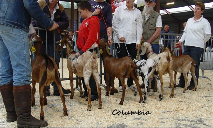 Camila_s_Columbia_expo RfG - crescatori de capre -austria ziege farm