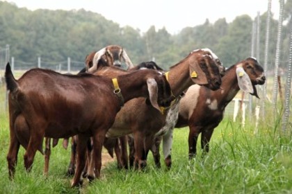 anglonubier14 - crescatori de capre -austria ziege farm