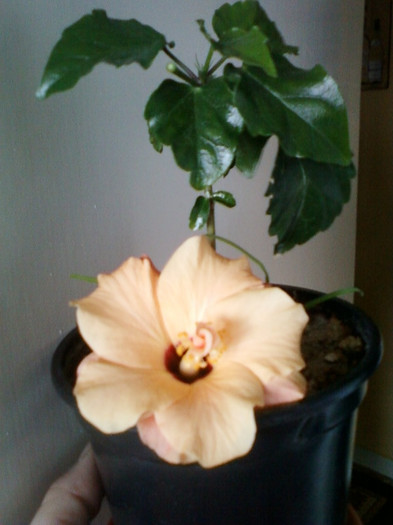 hibi port dublu; 7 aprilie 2012
