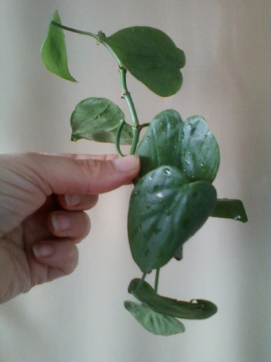 philodendron scandens-lia