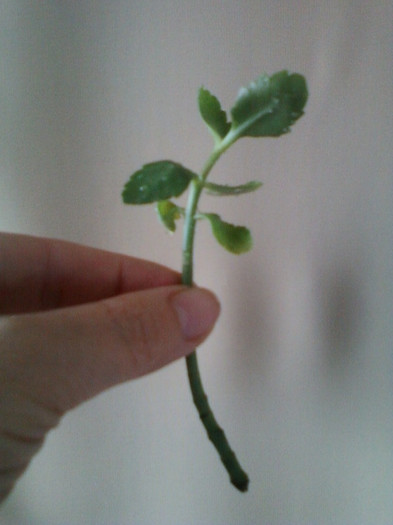 kalanchoe-lia - primite