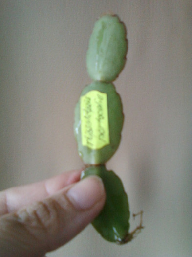 rhipsalidopsis portocaliu-lia - primite