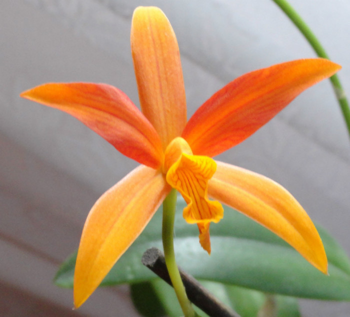 Laeliocattleya Trick or Treat (posibil) - Flori