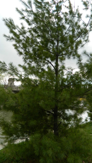 DSCN1261 - TIMISOARA 2012